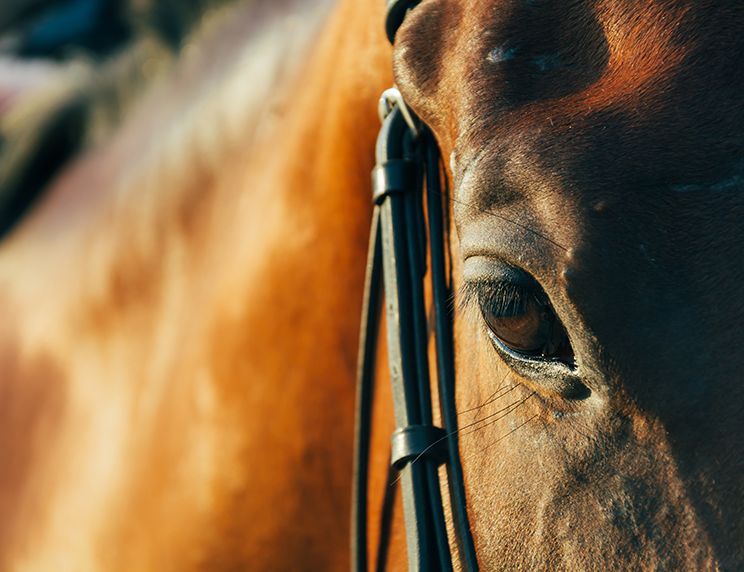 mediation equine